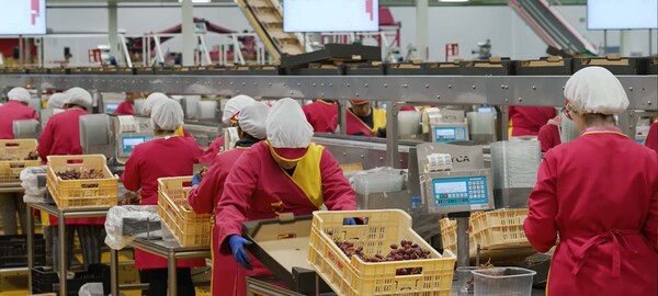 Contrôle qualité fruits export