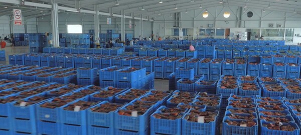 Commercialisation agricole et liquidations