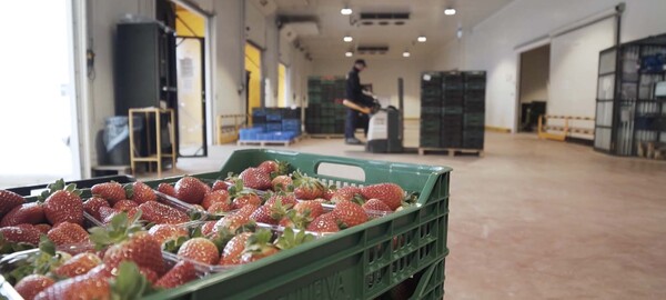 Prévision de récolte agricole